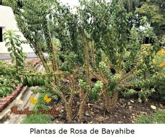 Plantas de Rosa de Bayahibe – Arboles y Flores en República Dominicana