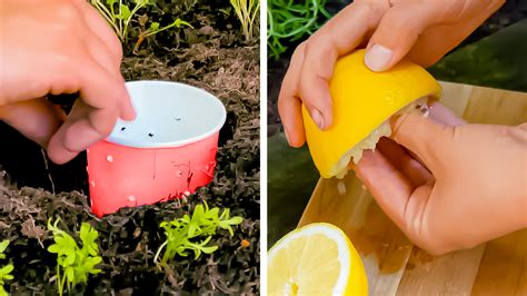 8 clevere Tipps und Tricks für den Garten Kluge Gartentipps