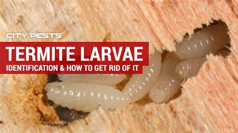 Termite Larvae: Identification & Treatment | Pictures