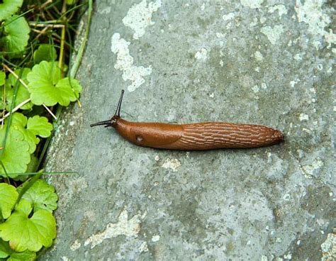 Why Do Slugs Come In Your House And How To Stop Them Pest Control Options