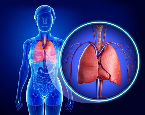 Los Pulmones Y La Respiracion Humana Anatomia La Ilustracion Grafica Images