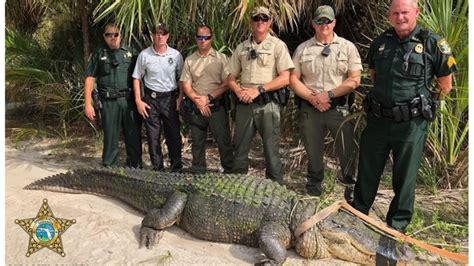 13 Foot Alligator Captured In Venice Fl