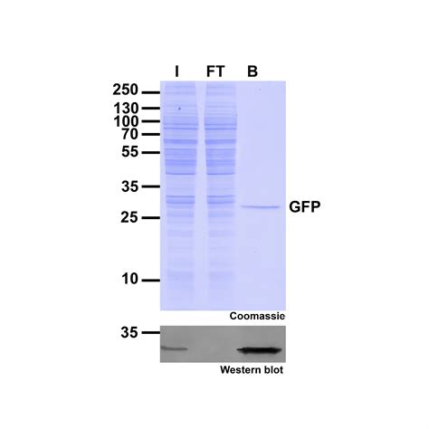 GFP-Trap® Agarose | Proteintech