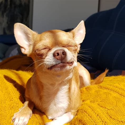 14 Absolutely Hilarious Chihuahua Dog Pictures The Dogman