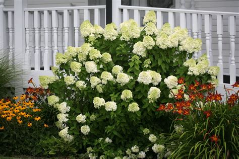 Limelight Panicle Hydrangea Hydrangea Paniculata Proven Winners