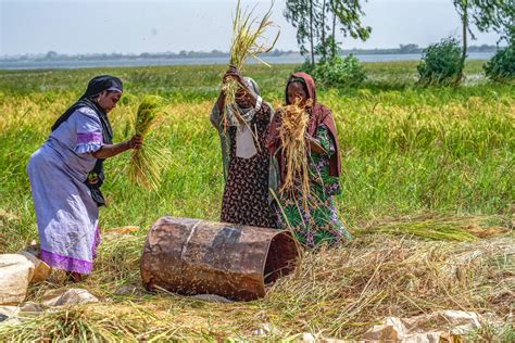 Niger Harvesting: నైజర్ పంట కోత సమయం లో రైతులు తీసుకోవలసిన