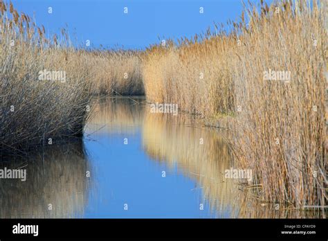 Common Reed Phragmites Australis Phragmites Communis Reedbed In