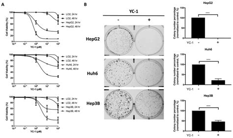 Yc Suppressed Hepatocellular Carcinoma Hcc Cell Proliferation In A