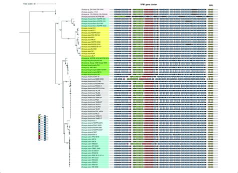 Phylogenetic Analysis Of 69 Dickeya Spp Strains In Ncbi Refseq Download Scientific Diagram