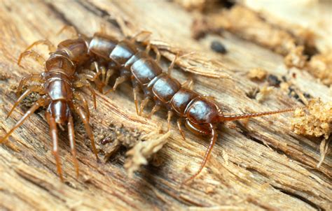 Whats The Difference Between Millipedes And Centipedes Advantage