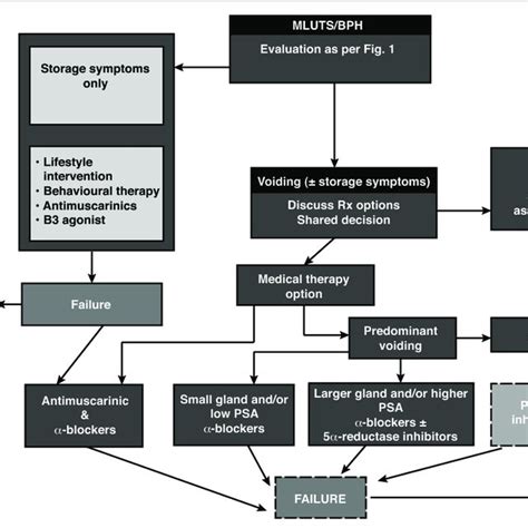 Therapeutic Algorithm Luts Lower Urinary Tract Symptoms Download