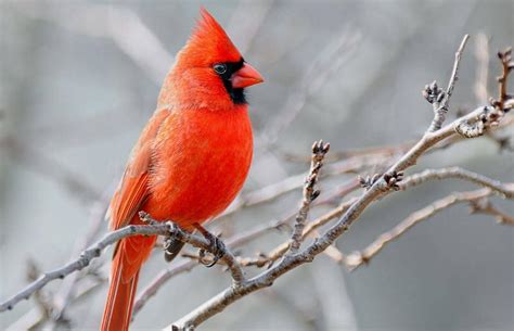 Exploring Red Cardinal Biblical Meaning and Symbolism | LoveToKnow