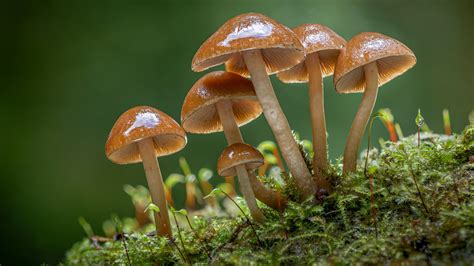 Fondos De Pantalla Seta Naturaleza Bosque Musgo Macro