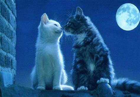 Cats Kissing By The Moon Moon Kissing Cats Animals Hd Wallpaper