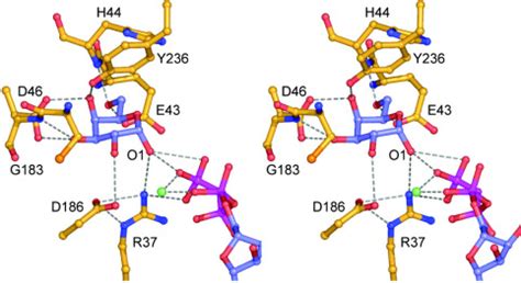 Molecular Structure Of Human Galactokinase Journal Of Biological