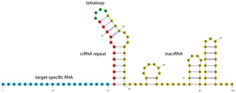 Single Guide Rna Structure In This Work The Target Specific Rna Download Scientific Diagram