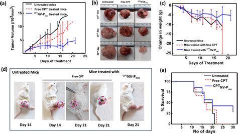 A Tumor Volume Measured With Vernier Caliper At Different Time