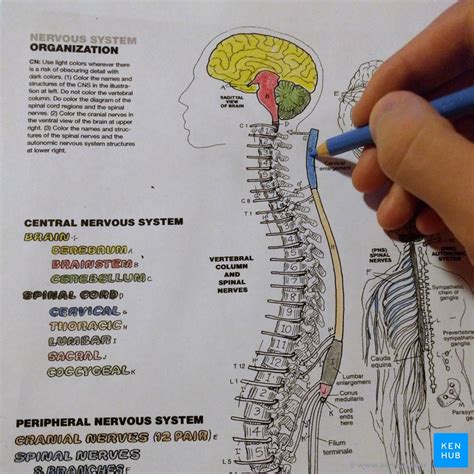 Cuadernos de anatomía para colorear Cómo usarlos y PDF Kenhub