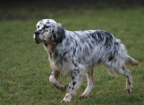 Tri Colored English Setter