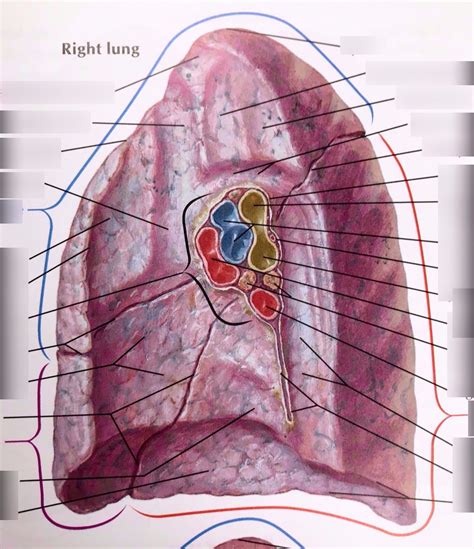 Right Lung Medial View Diagram Quizlet