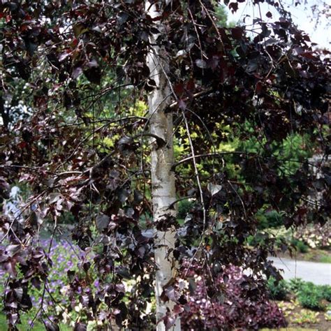 Gray Birch Crimson Frost Betula Hybrid My Garden Life