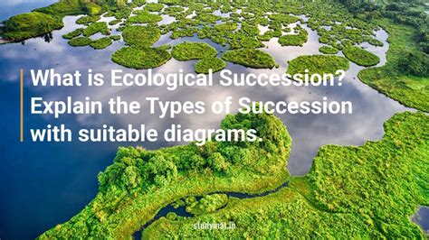 What Is Ecological Succession Explain The Types Of Succession With