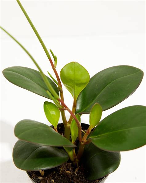 Red Margin Peperomia Unique Peperomia Pet Friendly Plant Lively Root