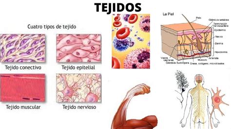 Principales Tejidos Del Cuerpo Humano Principales Tejidos Del Cuerpo