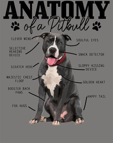 Anatomy Of A Pitbull Dog Cute Pitbull Mom Pitbull Dad Digital Art By