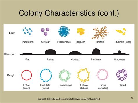 Bacterial Colony Characteristics Chart: A Visual Reference of Charts ...