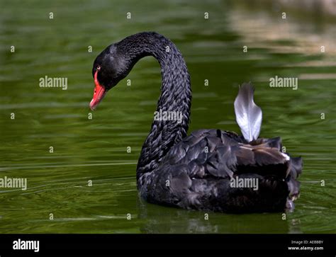 Australian Black Swan Cygnus Atratus Preening Stock Photo Alamy