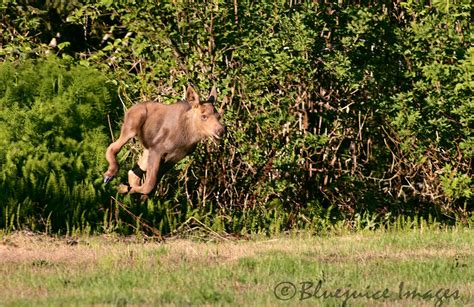 Baby Moose Running I Love Alaska