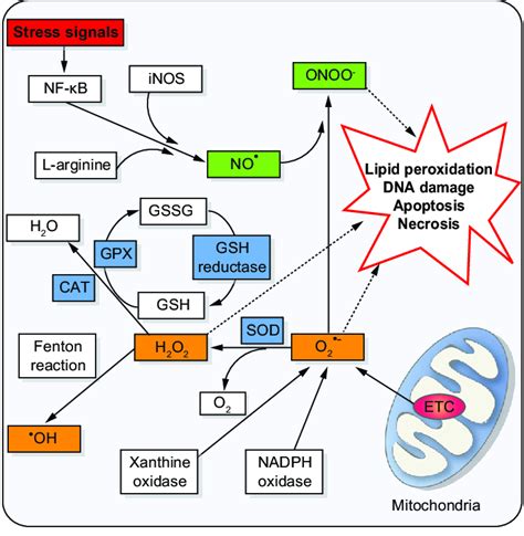 Main Pathways For The Formation Of Ros And Nos Mitochondria Are The