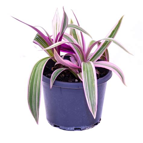 130mm Indoorables Range Moses In The Cradle Rhoeo Spathacea Stripe Me