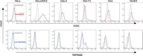 Cytoplasmic Tail Truncation Of Sars Cov Spike Protein Enhances Titer