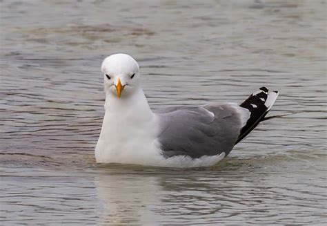 Gull Bird Animal Larus - Free photo on Pixabay - Pixabay