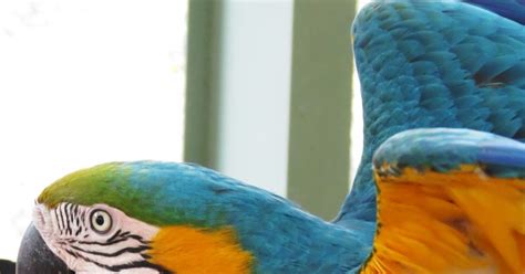 Macaw Manor: Basic Macaw Diet