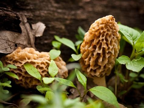 Morel Mushrooms Popping Up In Woods Across America: Where To Find Them | Across America, US Patch