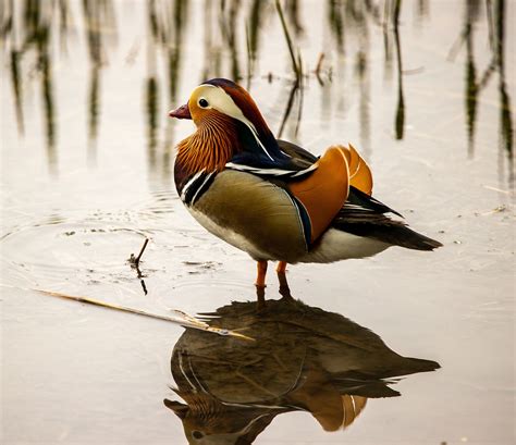 Bird Mandarin Duck Water Birds Free Photo On Pixabay Pixabay