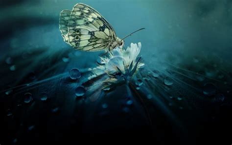 Butterfly Dust - Virily