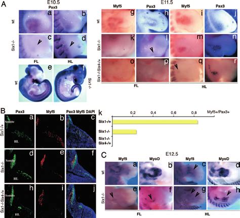 Whole Mount In Situ Hybridization With Myf5 MyoD And Pax3 Probes