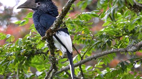 Bird Watching In Rwanda S Nyungwe Forest And Lake Kivu Rwanda