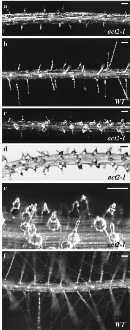 Root Hair Phenotypes Of The Act2 1 Mutant And Wild Type Arabidopsis