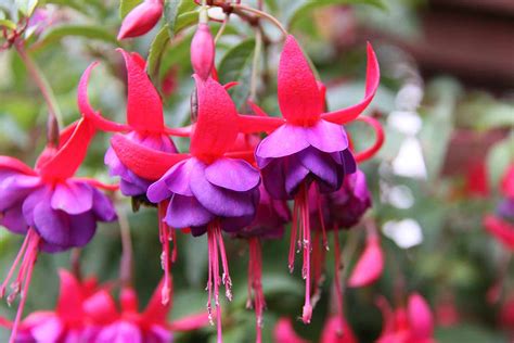 17 of the Best Fuchsia Varieties to Grow in Your Garden