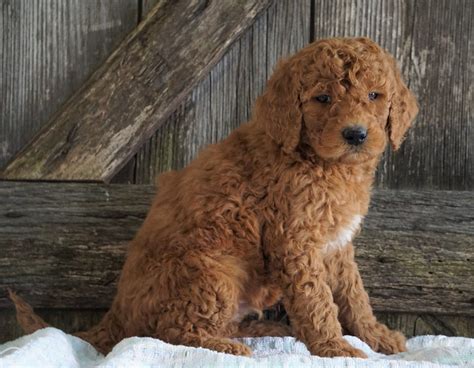 F2 Medium Goldendoodle For Sale Holmesville, OH Male- Houston – AC Puppies LLC