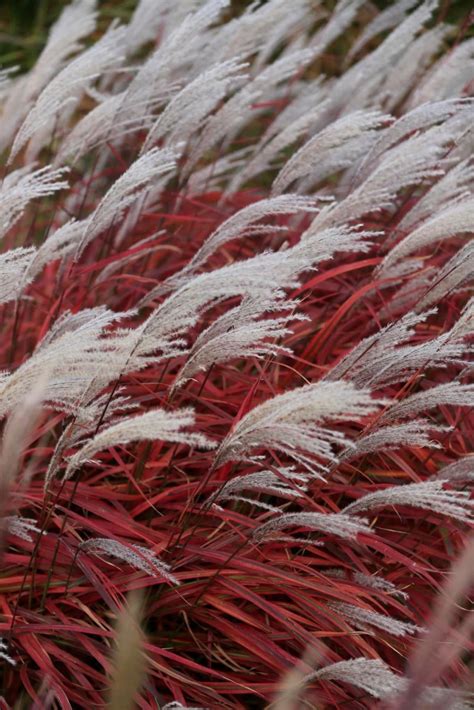 Nieuw Rood Siergrassen Soort