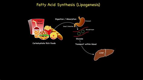 Fatty Acid Synthesis Lipogenesis Youtube