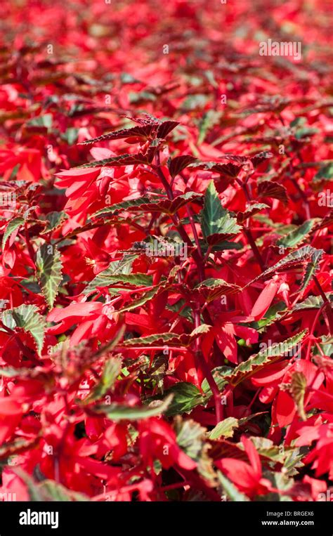 Aurora Red Hi Res Stock Photography And Images Alamy