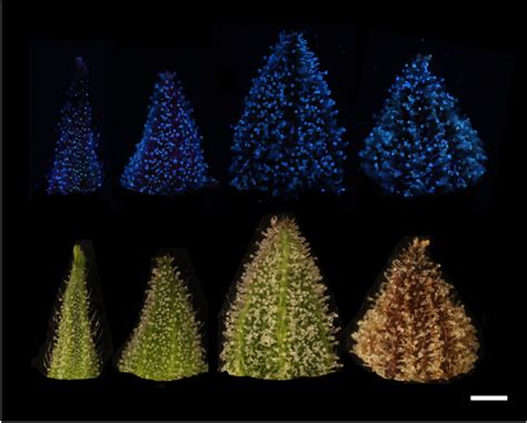 COLOR FIGURE Images of bract tissues from the dataset. Conventional... | Download Scientific Diagram