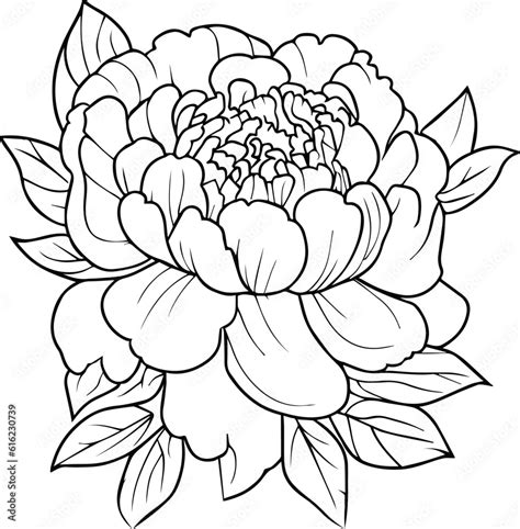 Peony Flower Drawing Vector Sketch Hand Drew Illustration Artistic Simplicity Coloring Pages